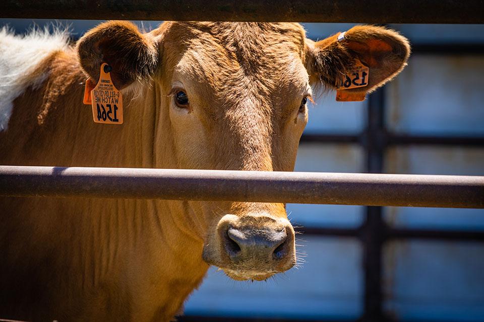 Northwest welcomes Guernsey cattle herd to Wright Farm